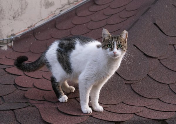 Die besten iphone air hüllen für jeden geschmack